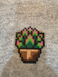 Succulent Plant
